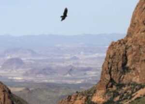 Birds in Big Bend